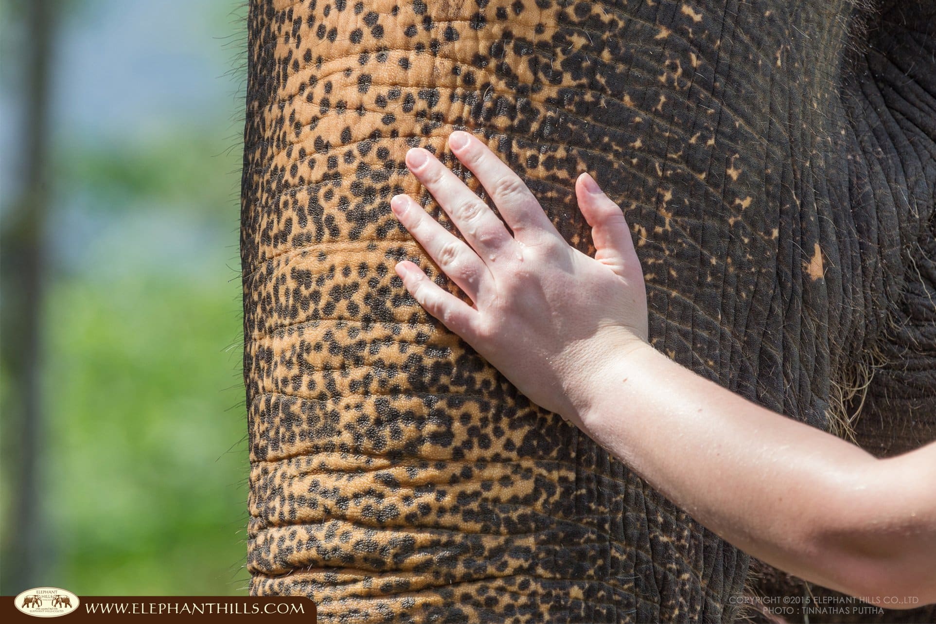 10 Reasons to Visit Khao Sok National Park 11 2.Meet Elephants Ethically
