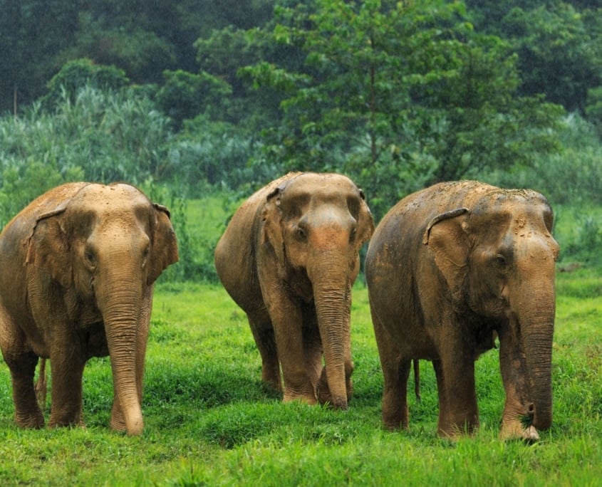 Thrills in the Wilderness: Discover Adventure Activities in Khao Sok 5 44sSBttt