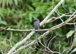 Ashy drongo 1