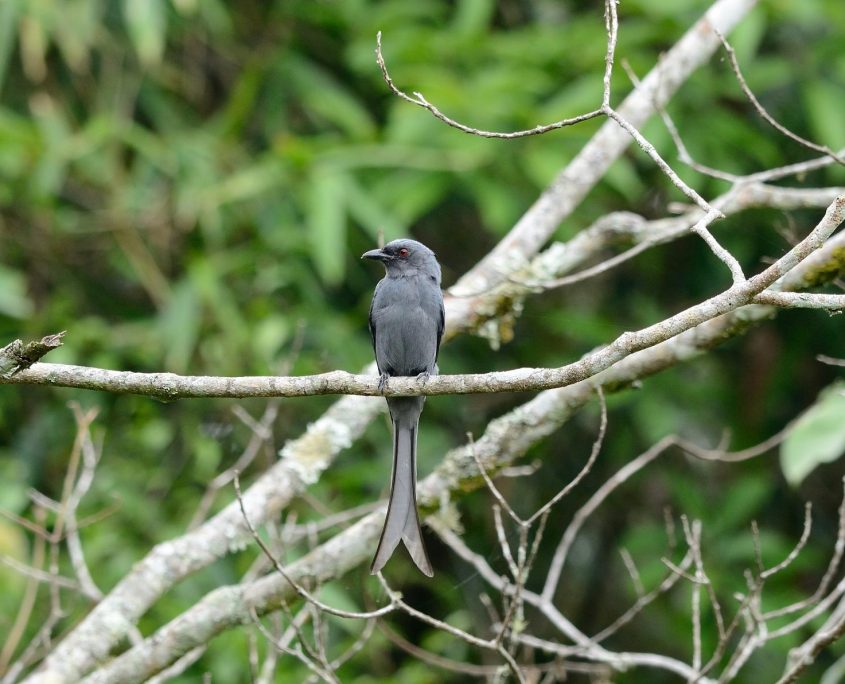 Ashy drongo 6 Ashy drongo