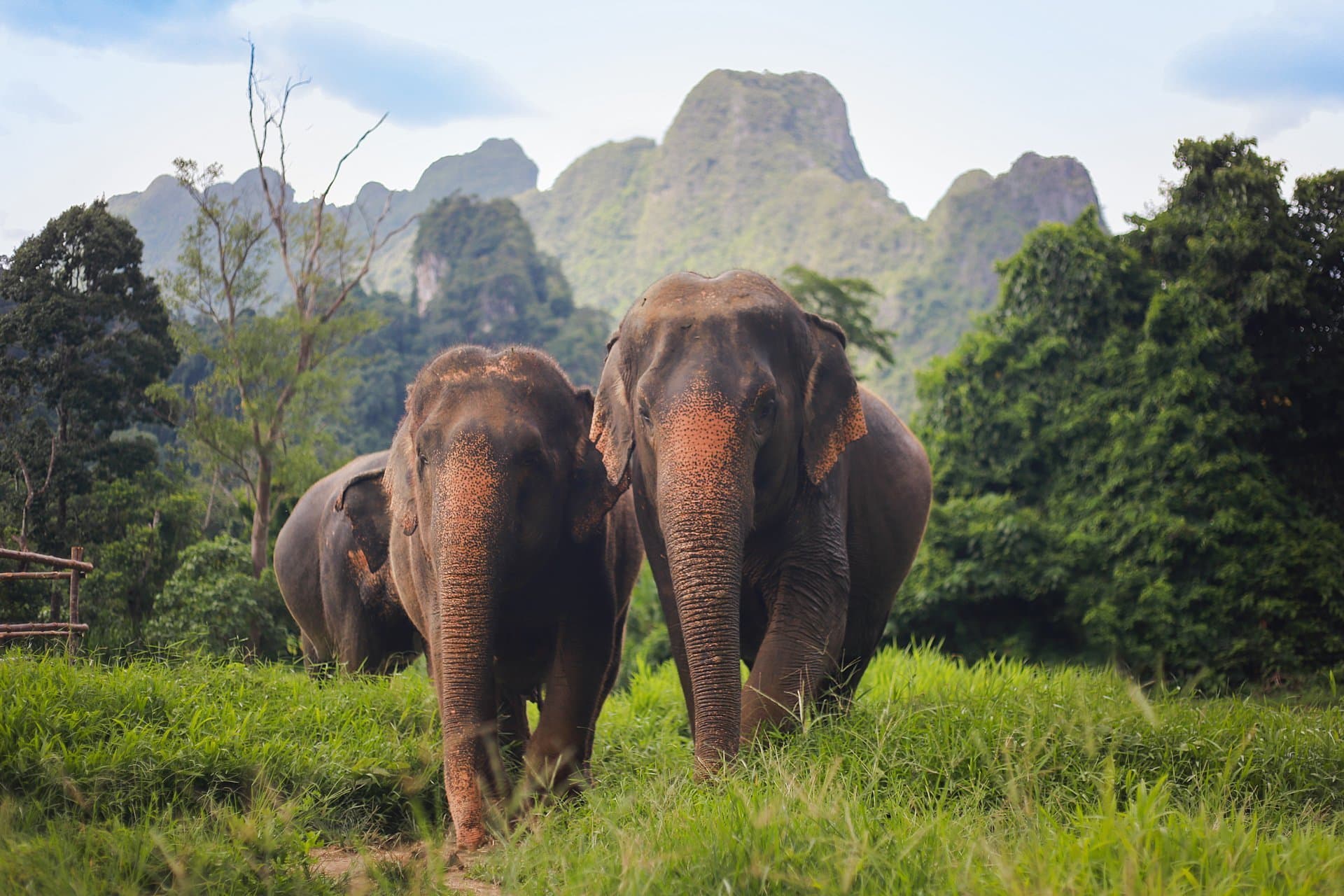 Asian elephant in the jungle on a tour Asian elephant in the jungle on a tour of Khao Sok National Park.