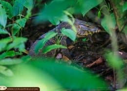 Asian Water Monitor