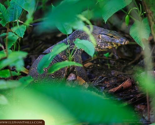 Asian water monitor 1 Asian Water Monitor