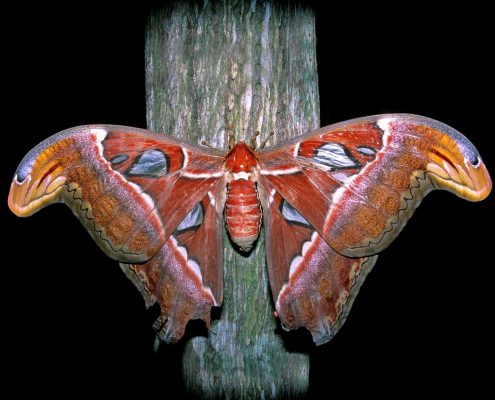 Atlas moths never eat, surviving their short lives on fat reserves