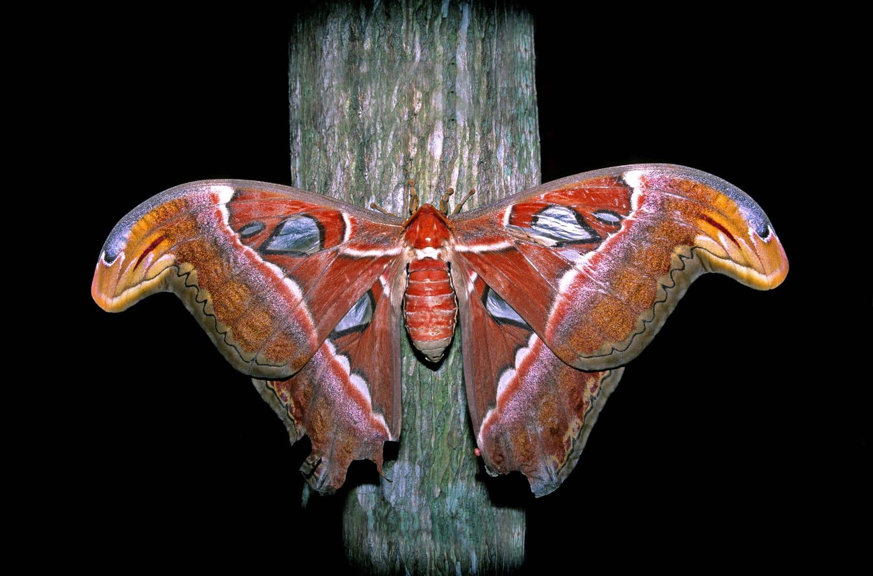 Facts 6 Atlas moths never eat, surviving their short lives on fat reserves