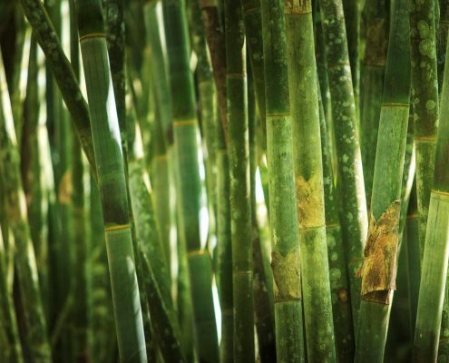 Bamboo