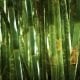 Bamboo