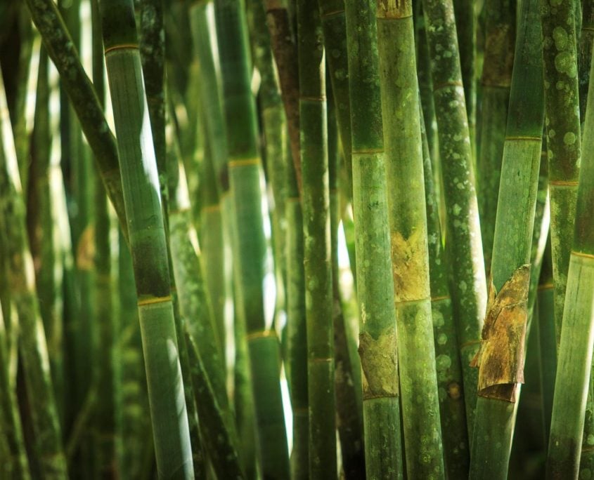 Bamboo Bamboo