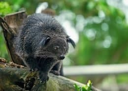 Binturong