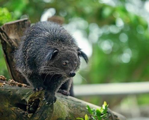 Binturong
