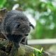 Binturong