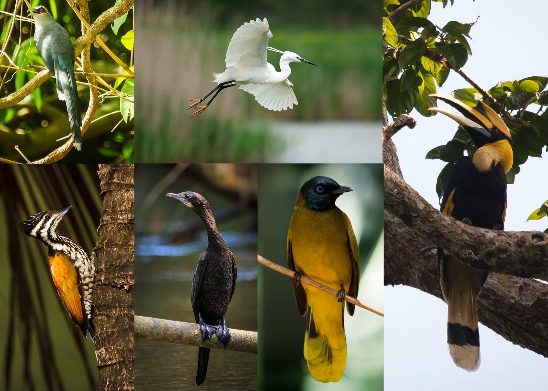 There are over 300 species of birds existing in Khao Sok National Park There are over 300 species of birds existing in Khao Sok National Park