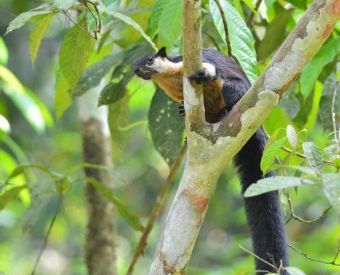 Black giant squirrel