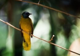 Black Headed Bulbul