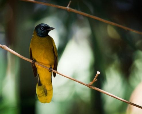 Black Headed Bulbul