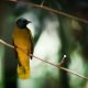 Black Headed Bulbul