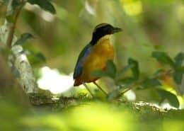 Blue Winged Pitta