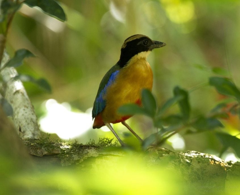 Blue Winged Pitta