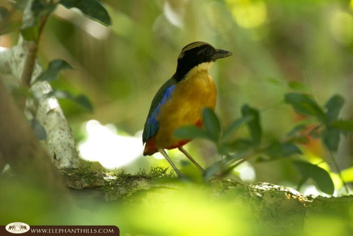 Blue winged pitta Pitta moluccensis Moluccan Pitta Lesser Blue winged Pitta Little Blue winged Pitta Bird KhaoSokNationalPark Rainforest ElephantHills