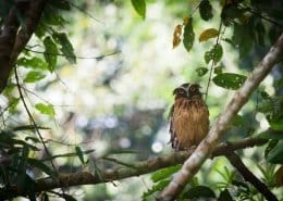 Buffy Fish Owl