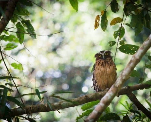 BUFFY FISH OWL 1 Buffy Fish Owl