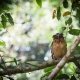 Buffy Fish Owl