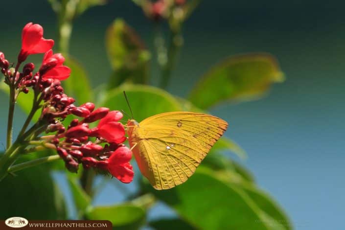 Butterfly nature flower Rainforest Jungle KhaoSokNationalPark ElephantHills