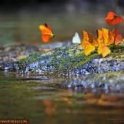 Butterfly river drove nature Rainforest Jungle Khao Sok National Park Elephant Hills Butterfly river drove nature Rainforest Jungle KhaoSokNationalPark ElephantHills