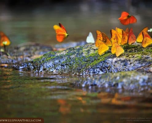 Butterfly river drove nature Rainforest Jungle KhaoSokNationalPark ElephantHills