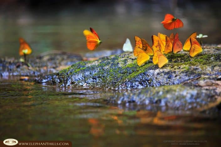 Butterfly river drove nature Rainforest Jungle KhaoSokNationalPark ElephantHills