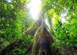 Buttress Roots 1 Buttressed