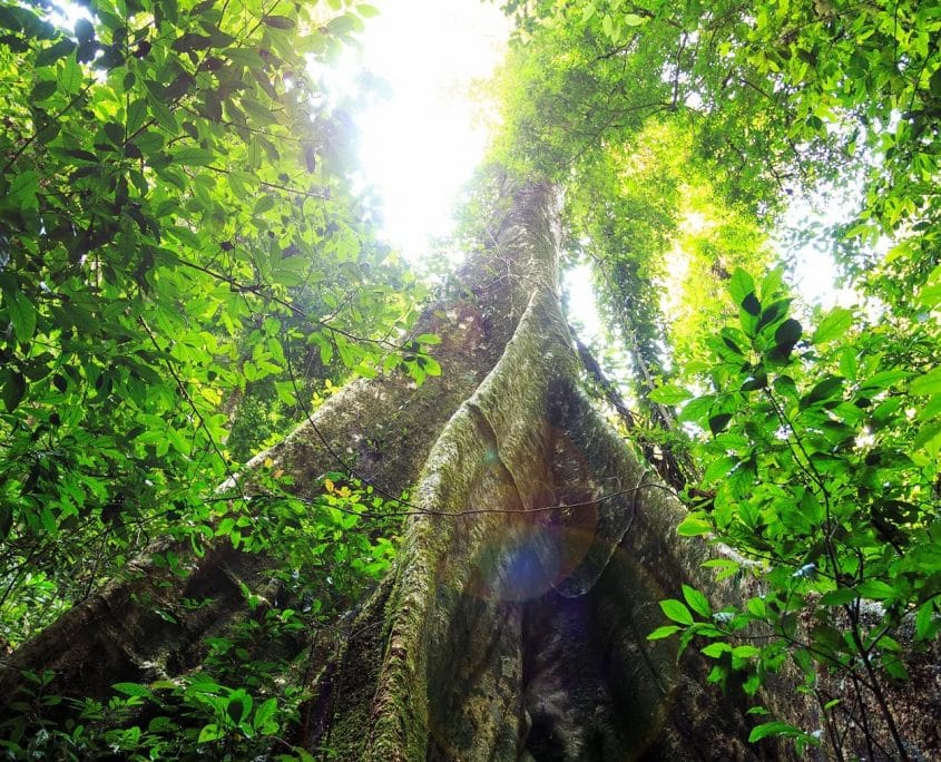 Buttressed Buttressed