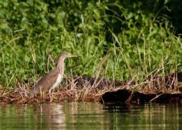 Chinese Pond Heron