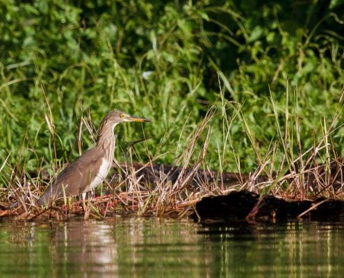 Chinese Pond Heron