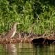 Chinese Pond Heron