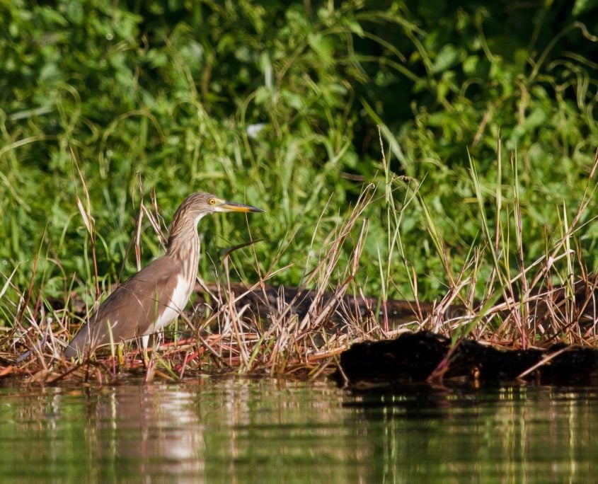 Chinese Pond Heron Chinese Pond Heron