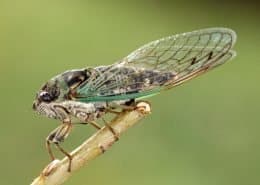 Cicada