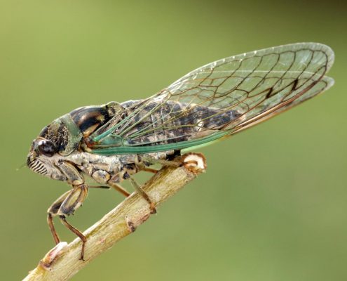 Cicada