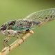 Cicada