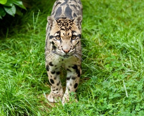 Clouded Leopard 3 ClodedLeopard