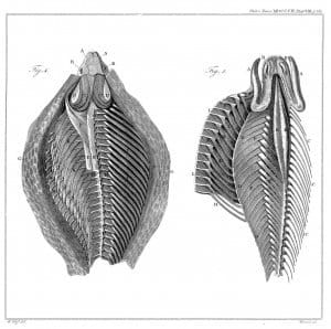 Cobra hood structure