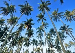 Coconut Palm 2 CoconutPalm