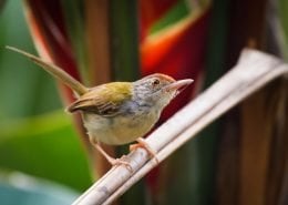 Common Tailorbird