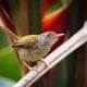 Common Tailorbird