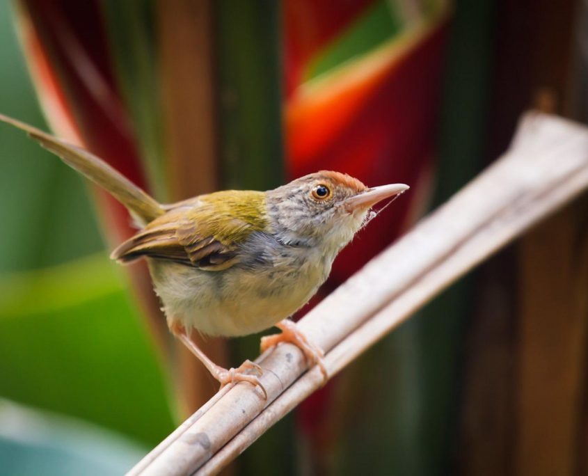 Common Tailorbird