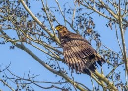 Crested Serpent Eagle