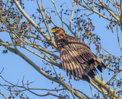 Crested Serpent Eagle