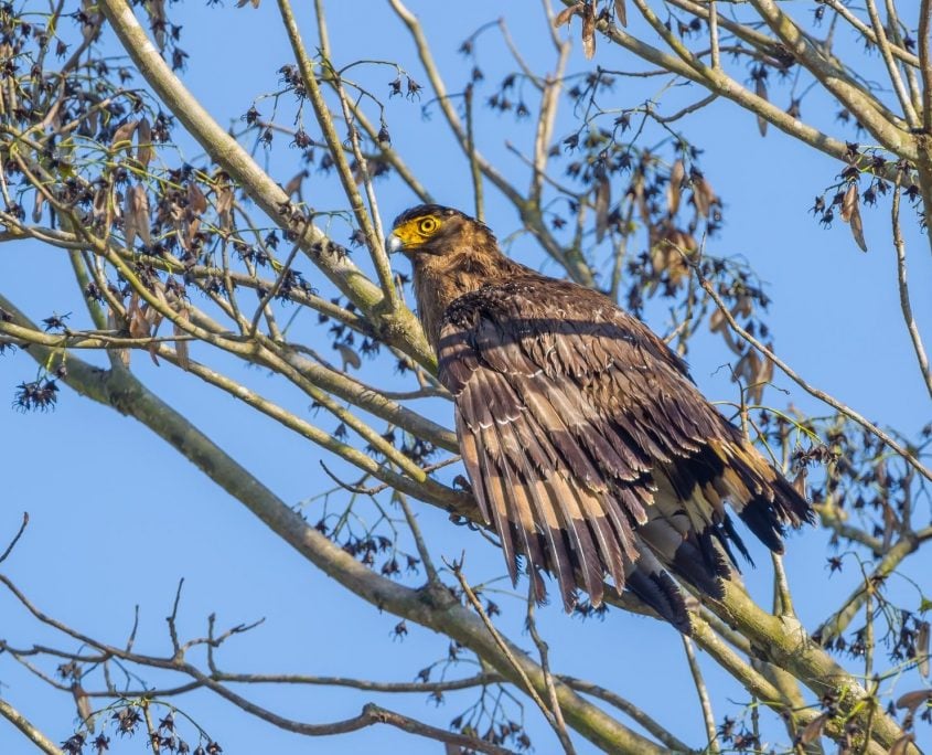 Crested Serpent-Eagle Crested Serpent Eagle