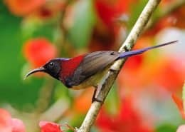 Crimson Sunbird