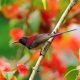 Crimson Sunbird